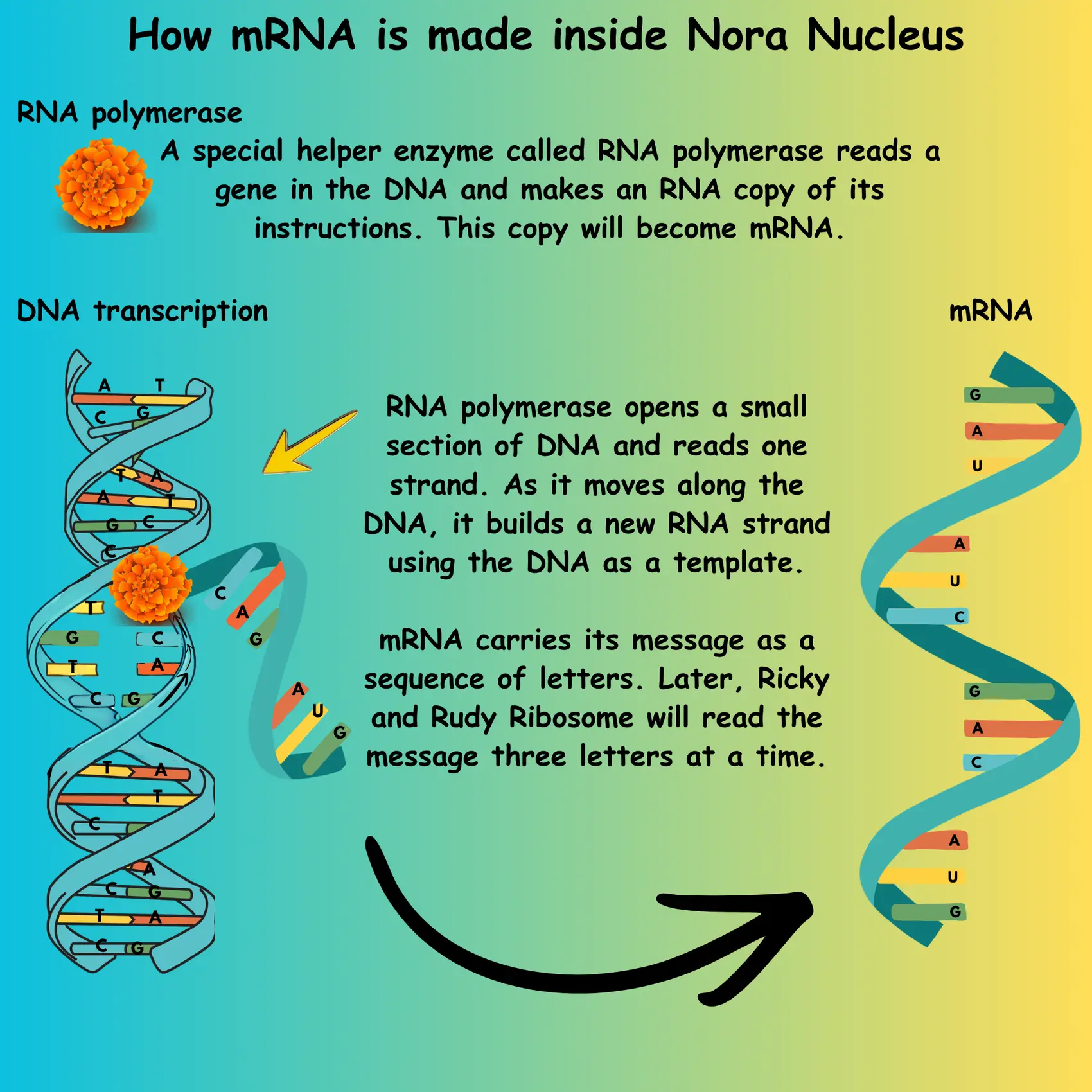 Nora nucleus diagram