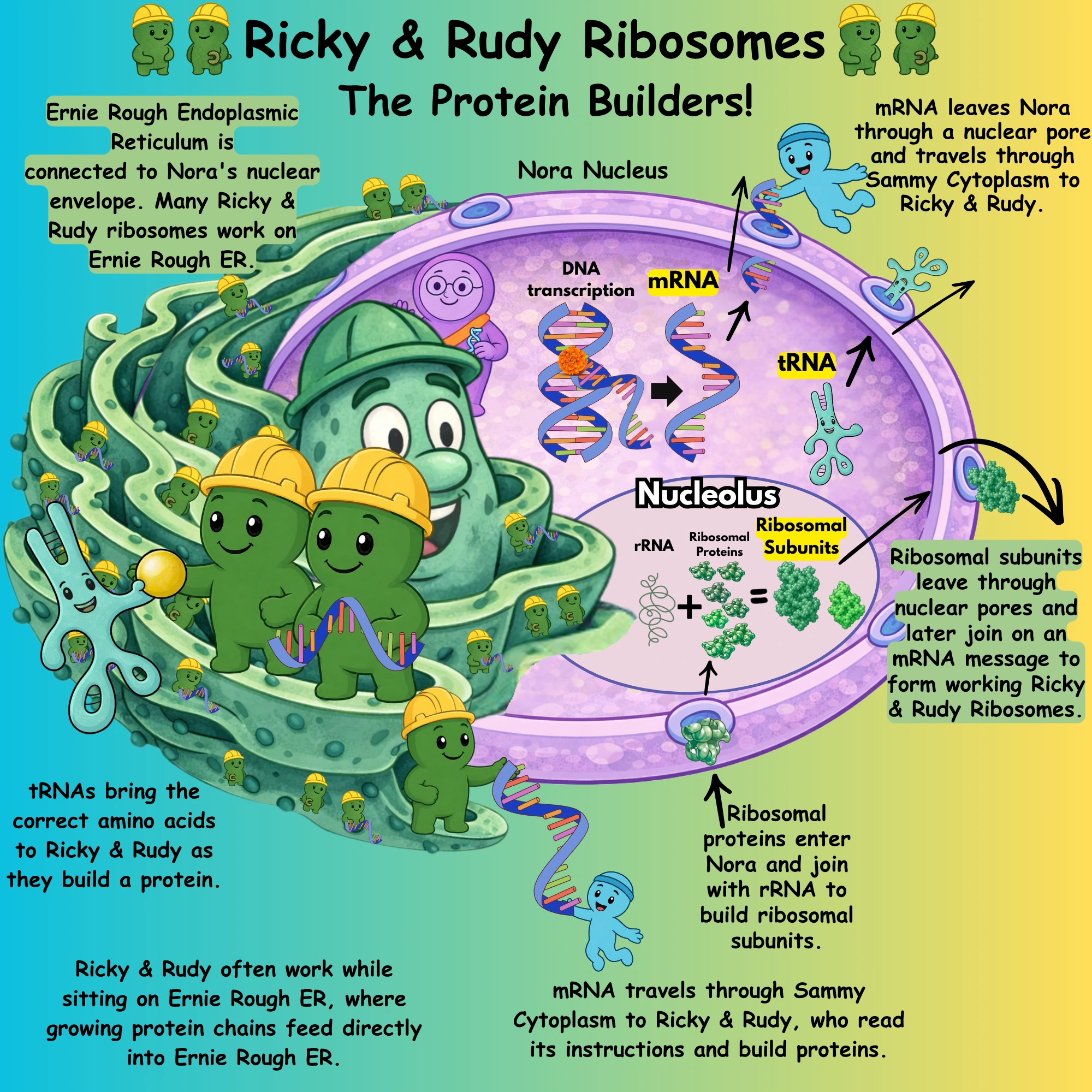 Ricky and Rudy ribosome diagram 1
