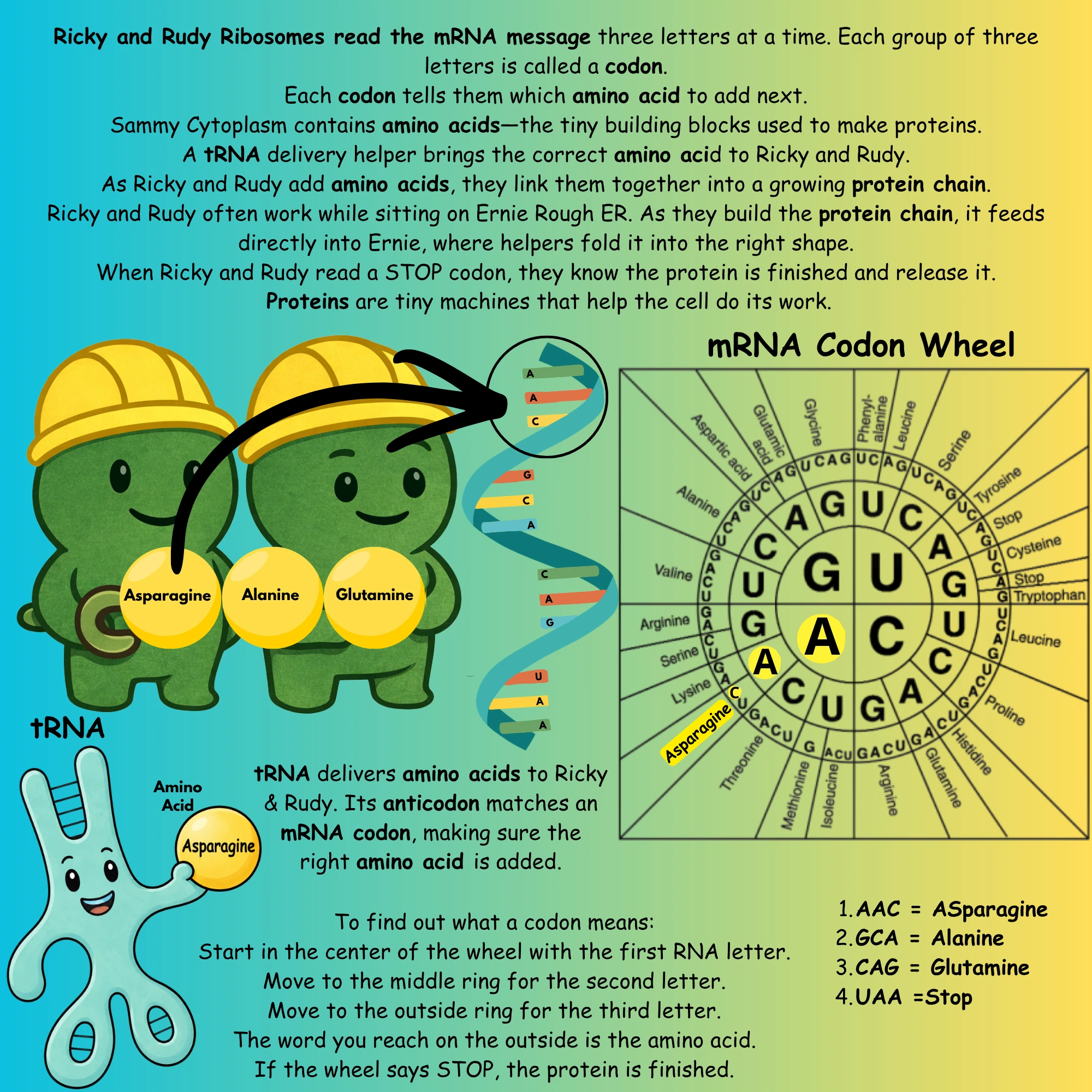 Ricky and Rudy ribosome diagram 2