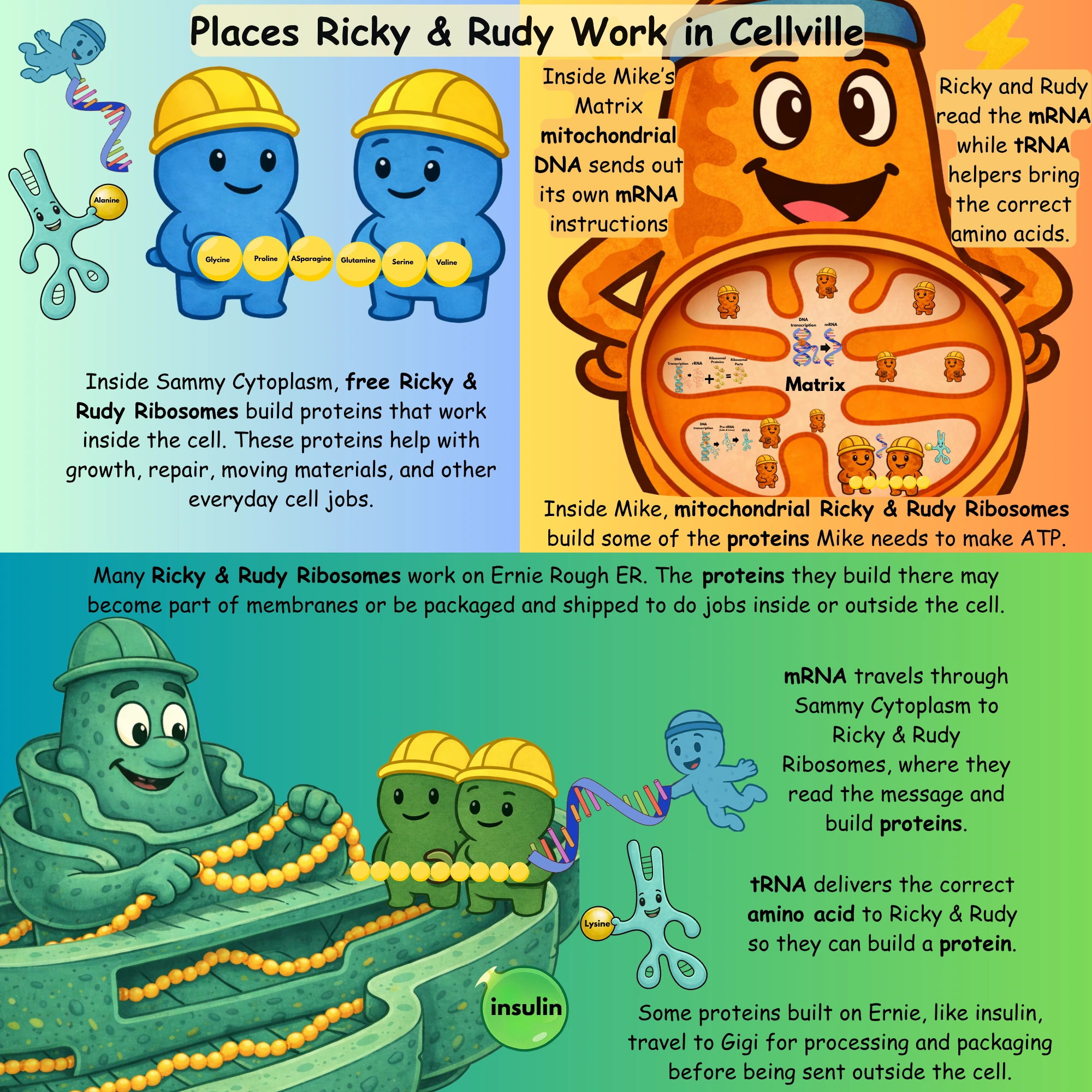 Ricky and Rudy ribosome diagram 3