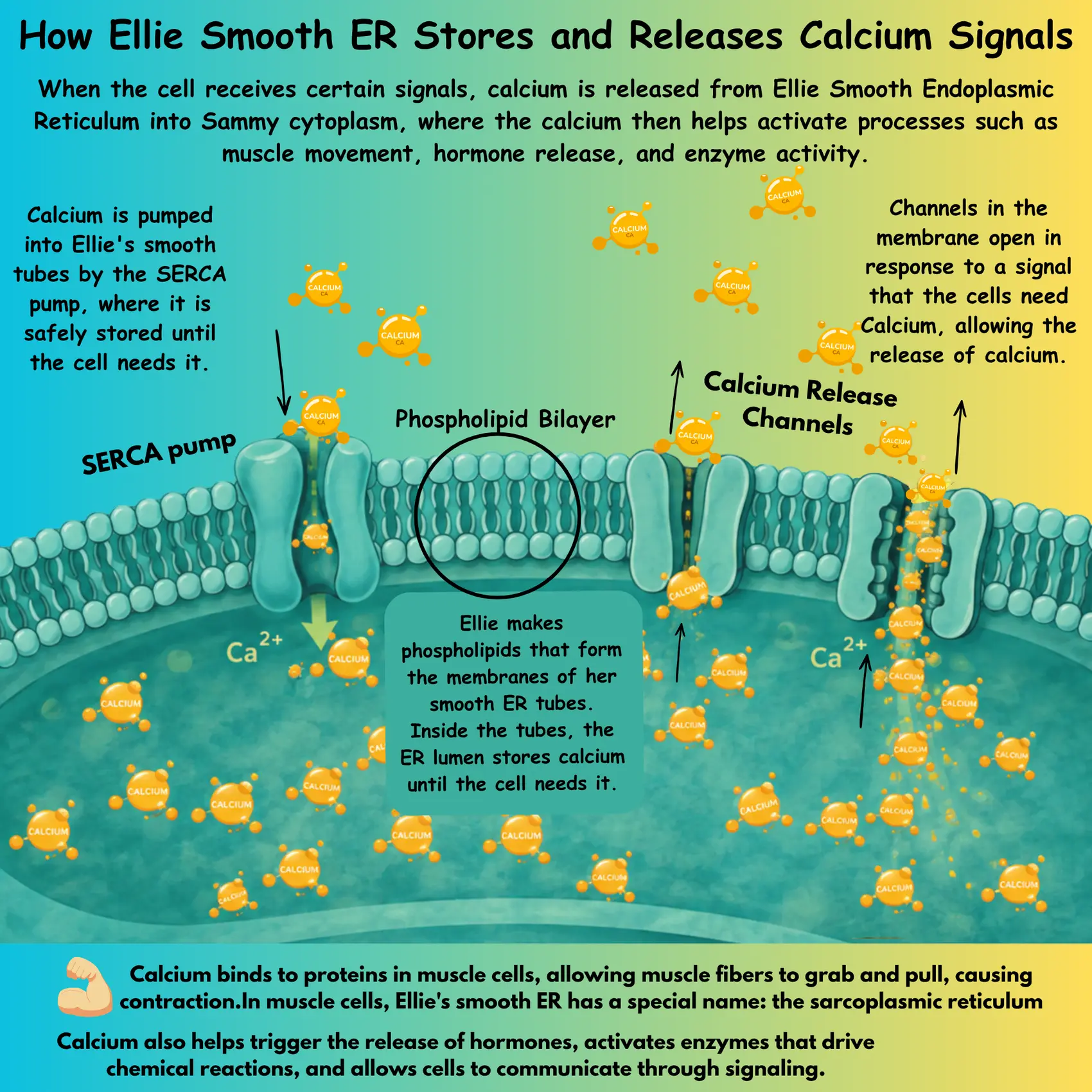 How Ellie Smooth ER stores and releases calcium signals