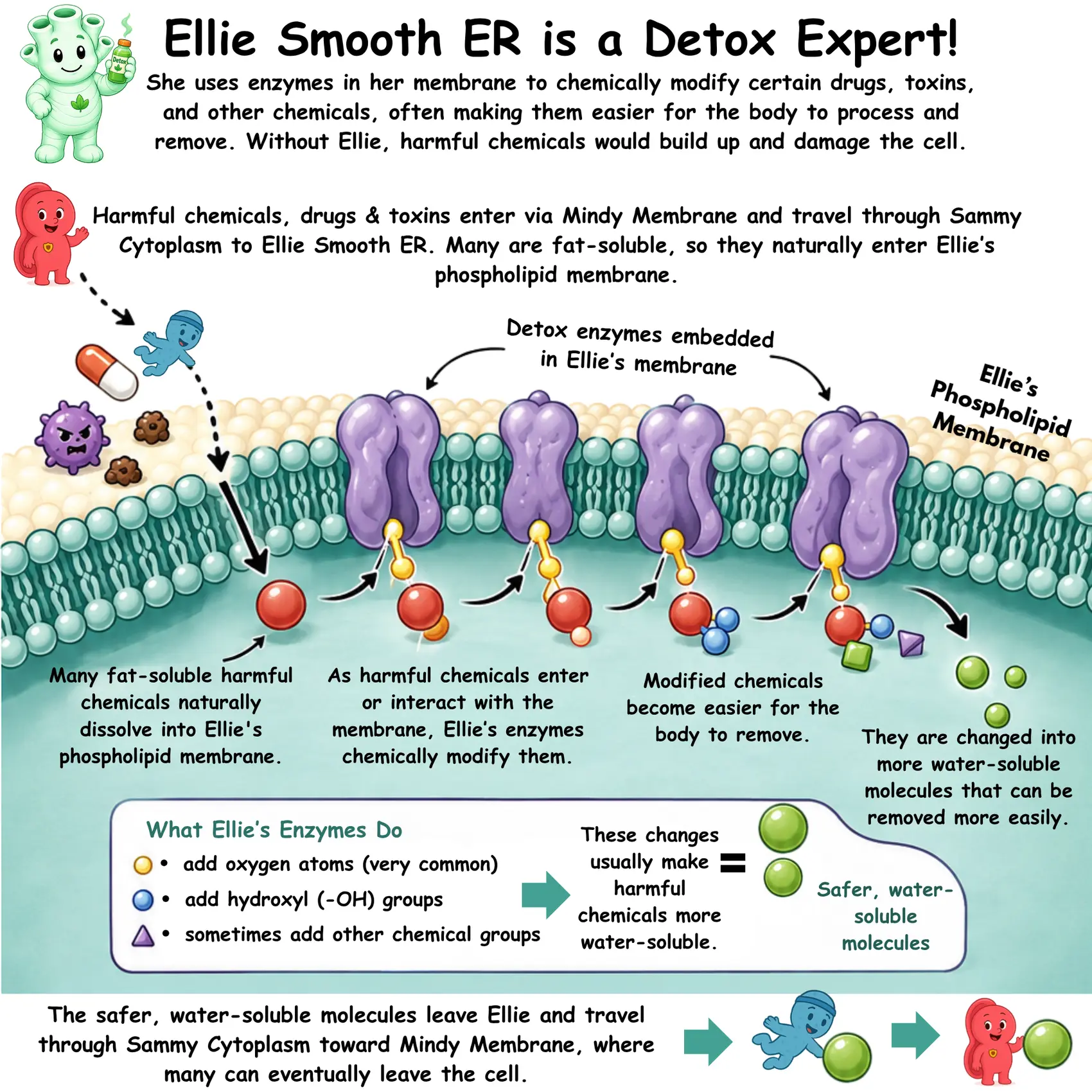 Ellie Smooth ER is a detox expert