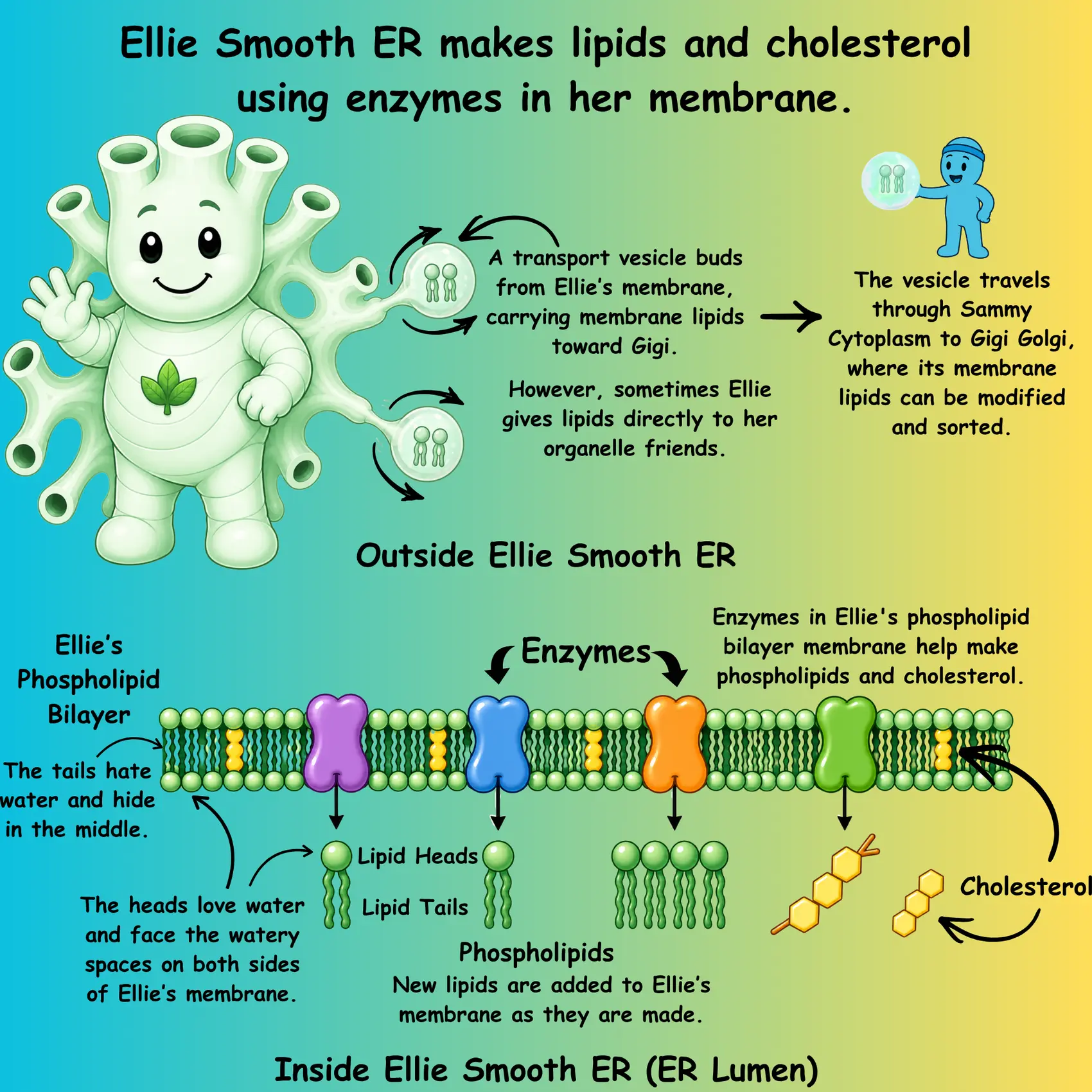 Ellie Smooth ER makes lipids and cholesterol using enzymes in her membrane