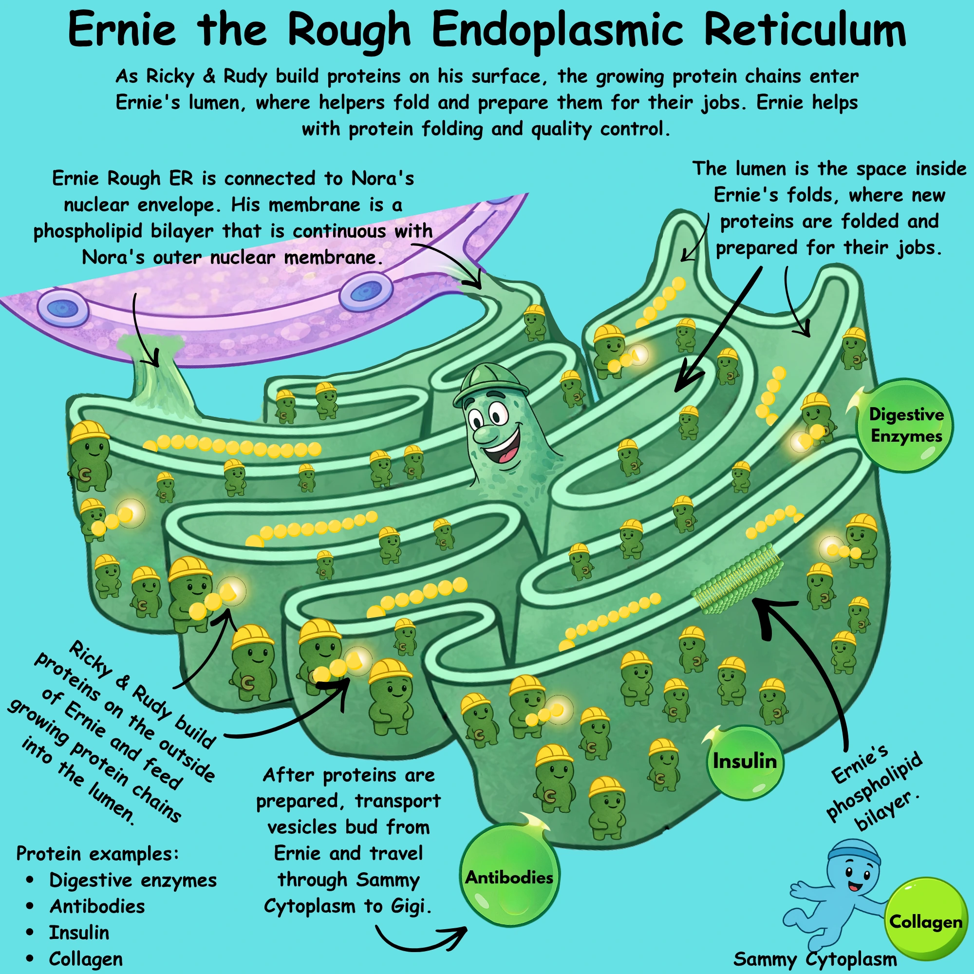 How Ernie Rough ER stores and releases calcium signals