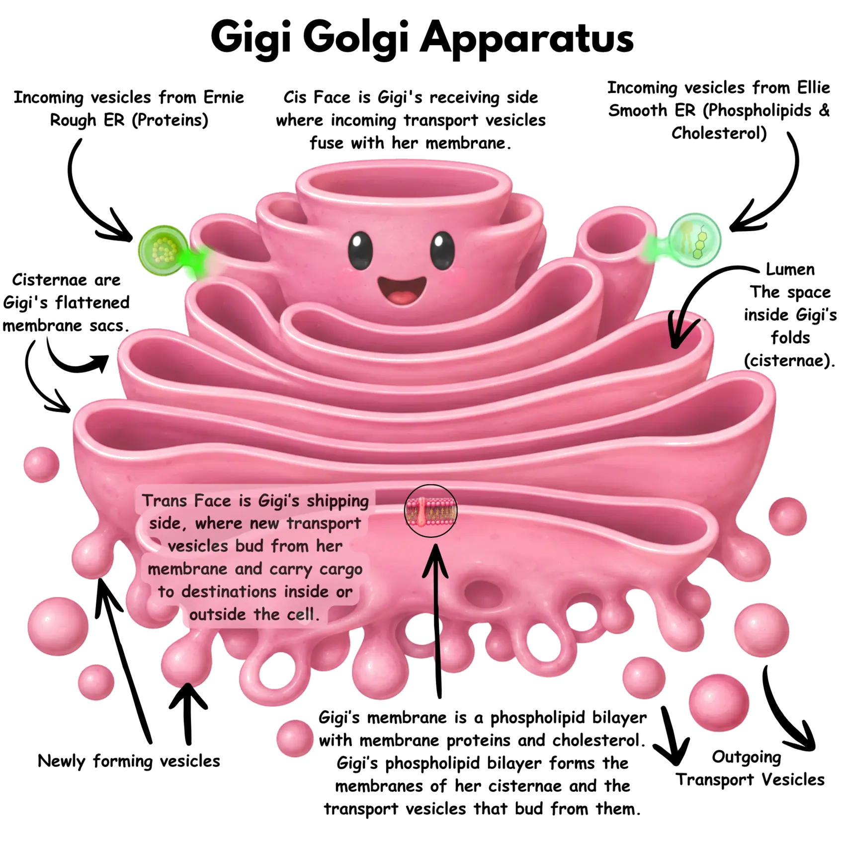 Gigi Golgi Apparatus diagram