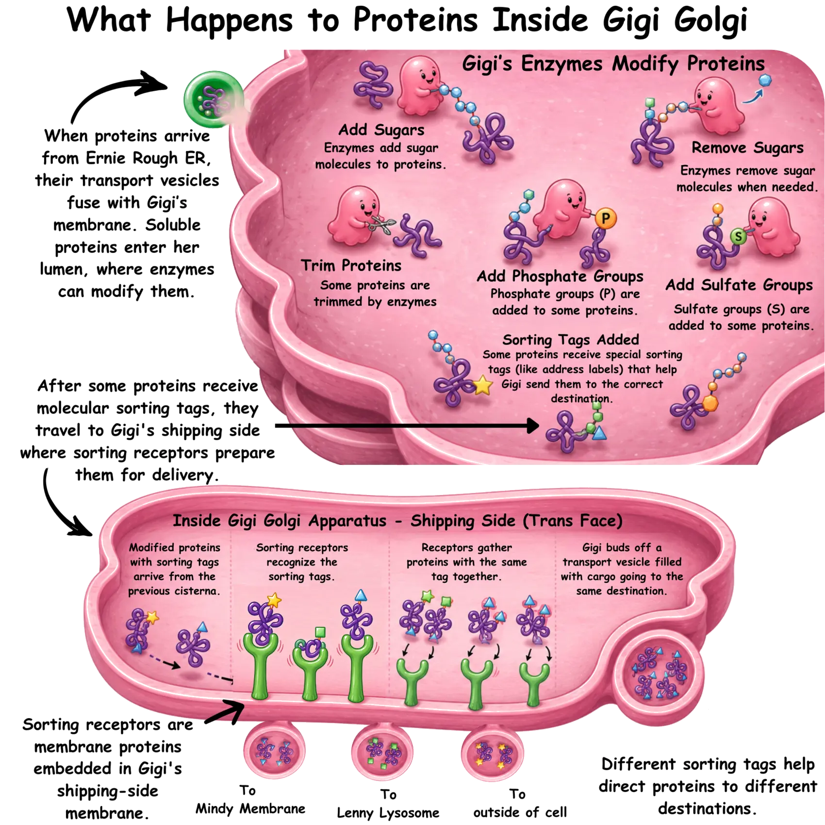 What happens to proteins inside Gigi Golgi