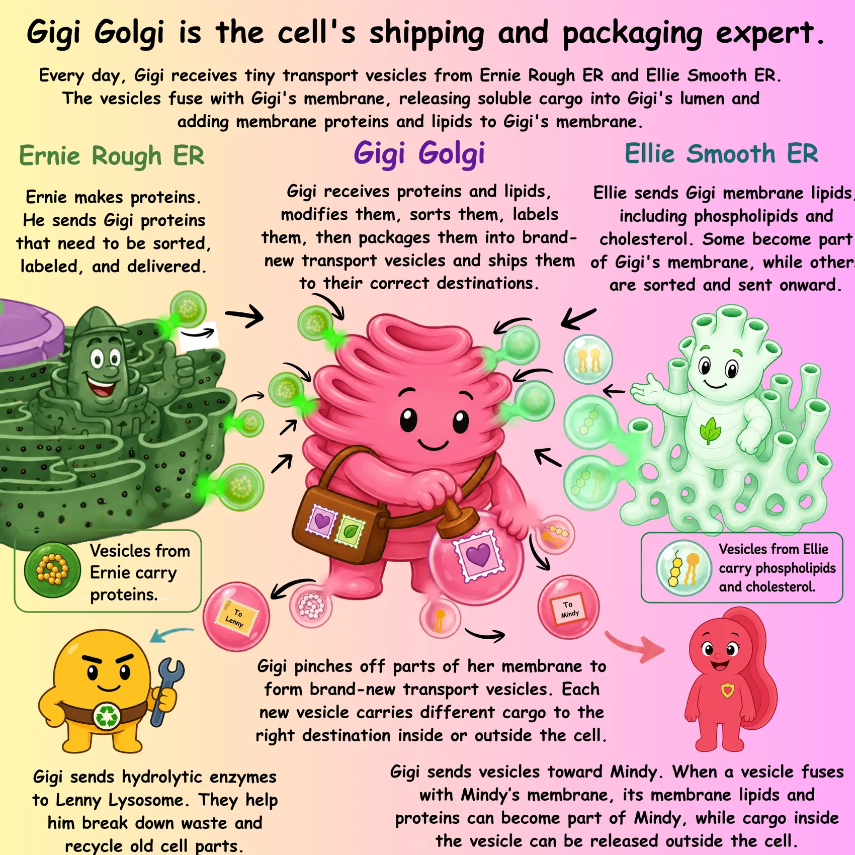 Gigi Golgi is the cell's shipping and packaging expert