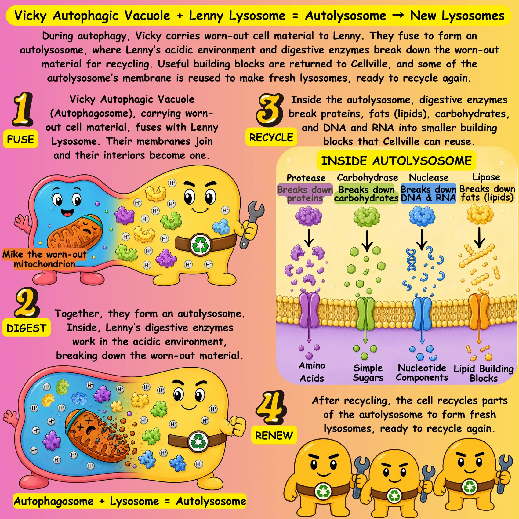 Vicky Autophagic Vacuole and Lenny Lysosome forming an autolysosome