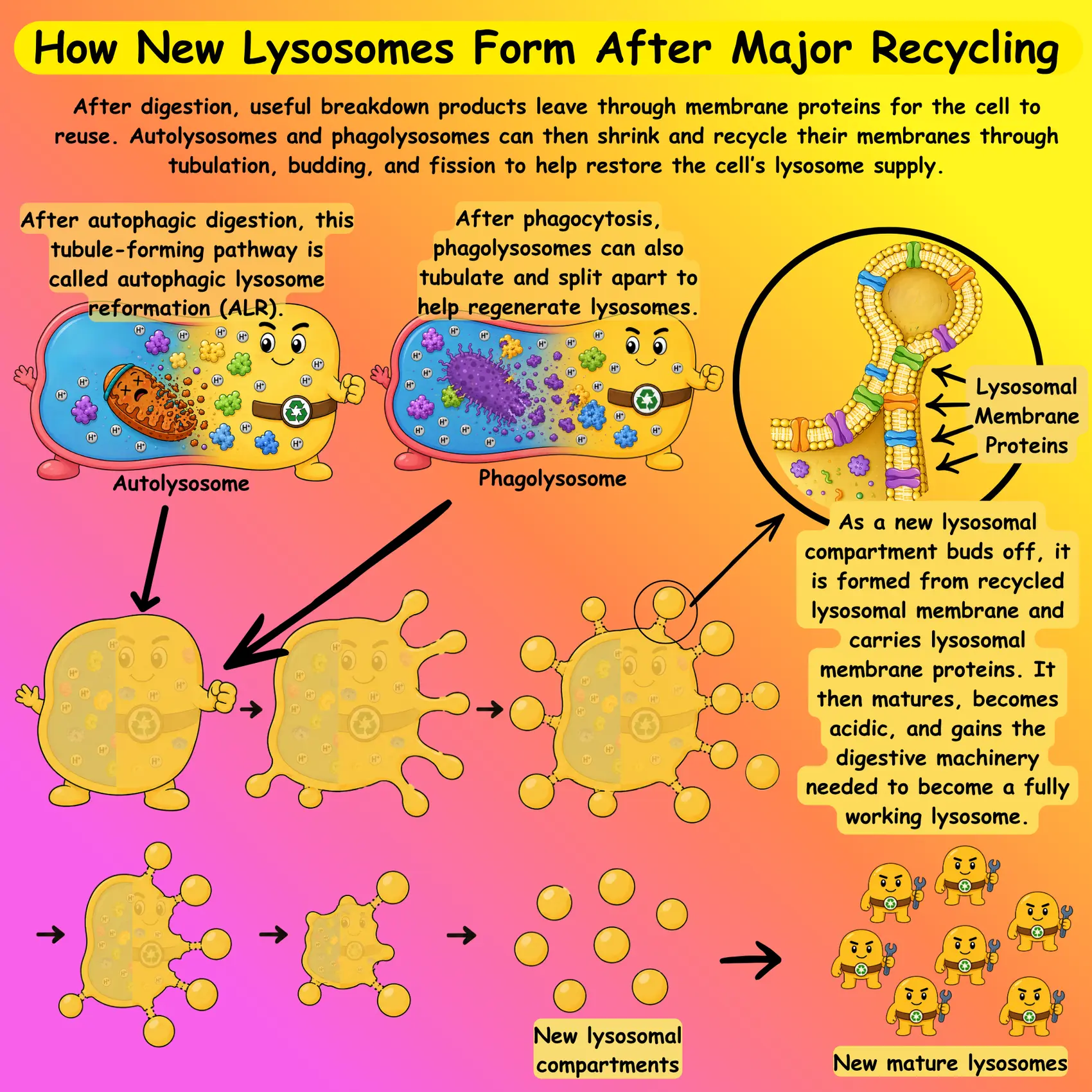 How new lysosomes form after major recycling