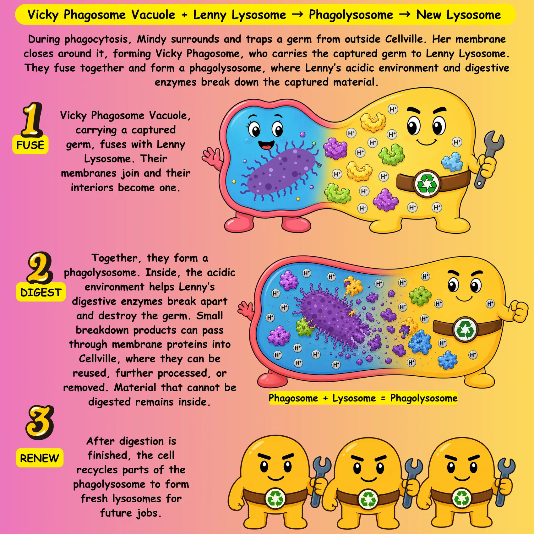 Vicky Phagosome Vacuole and Lenny Lysosome forming a phagolysosome