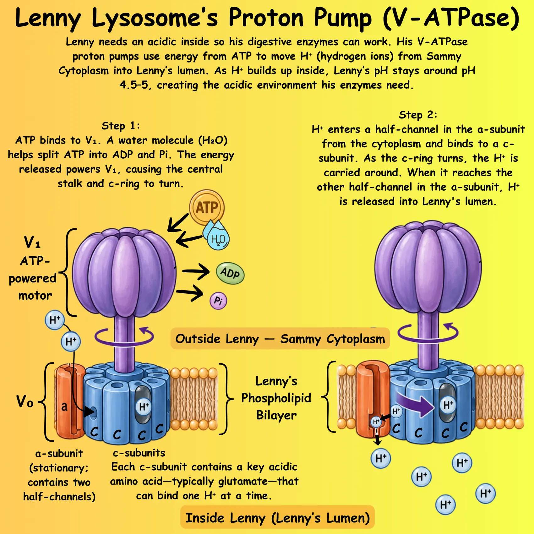 Lenny Lysosome's proton pump (V-ATPase) diagram