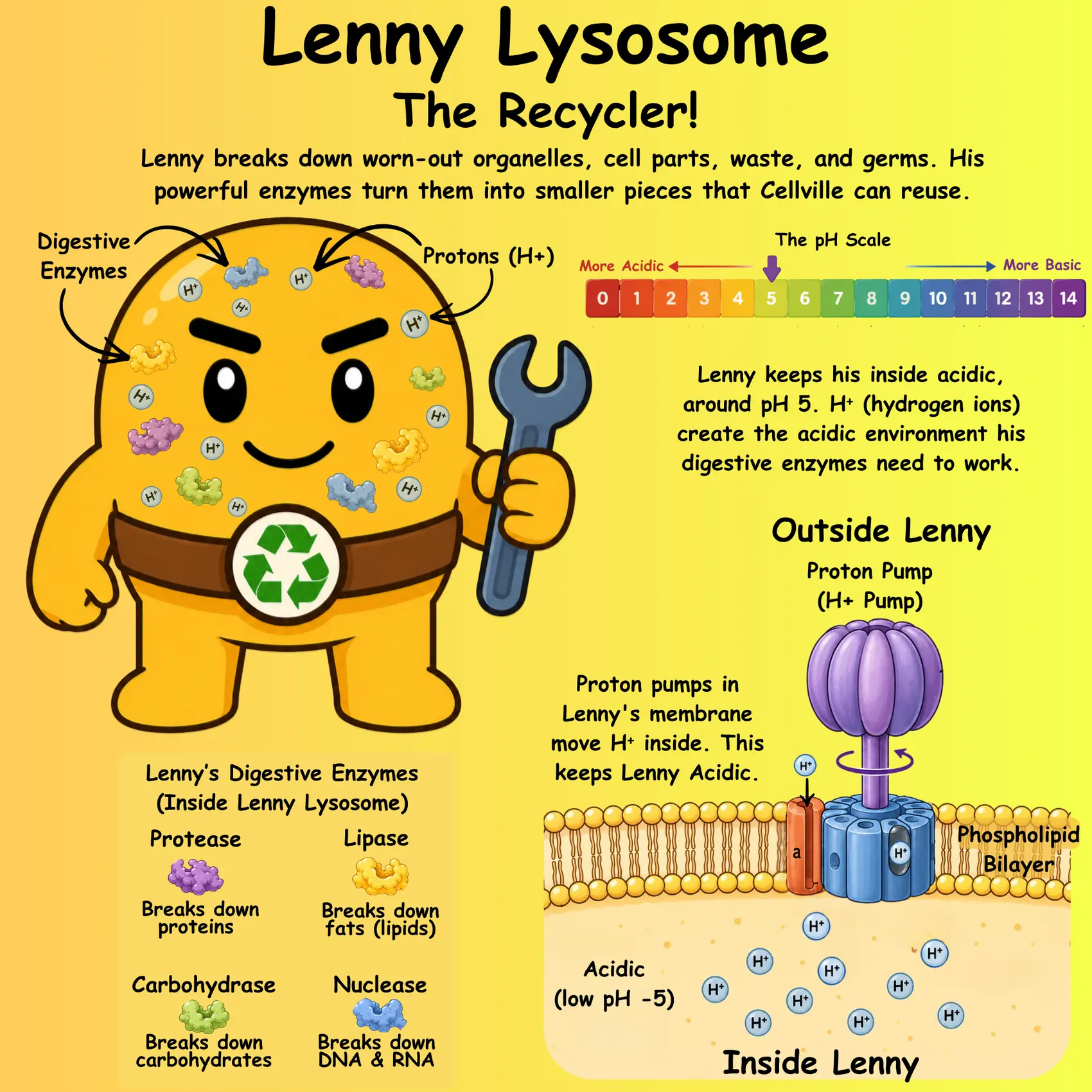 Lenny Lysosome the Recycler overview diagram