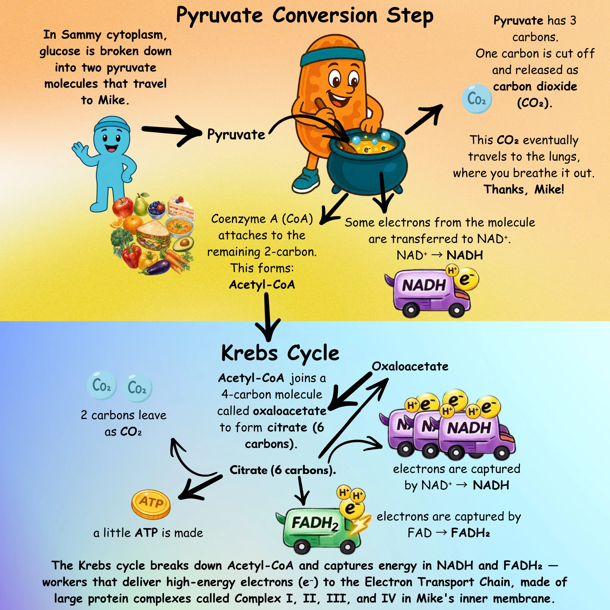 Mike mitochondria diagram 3