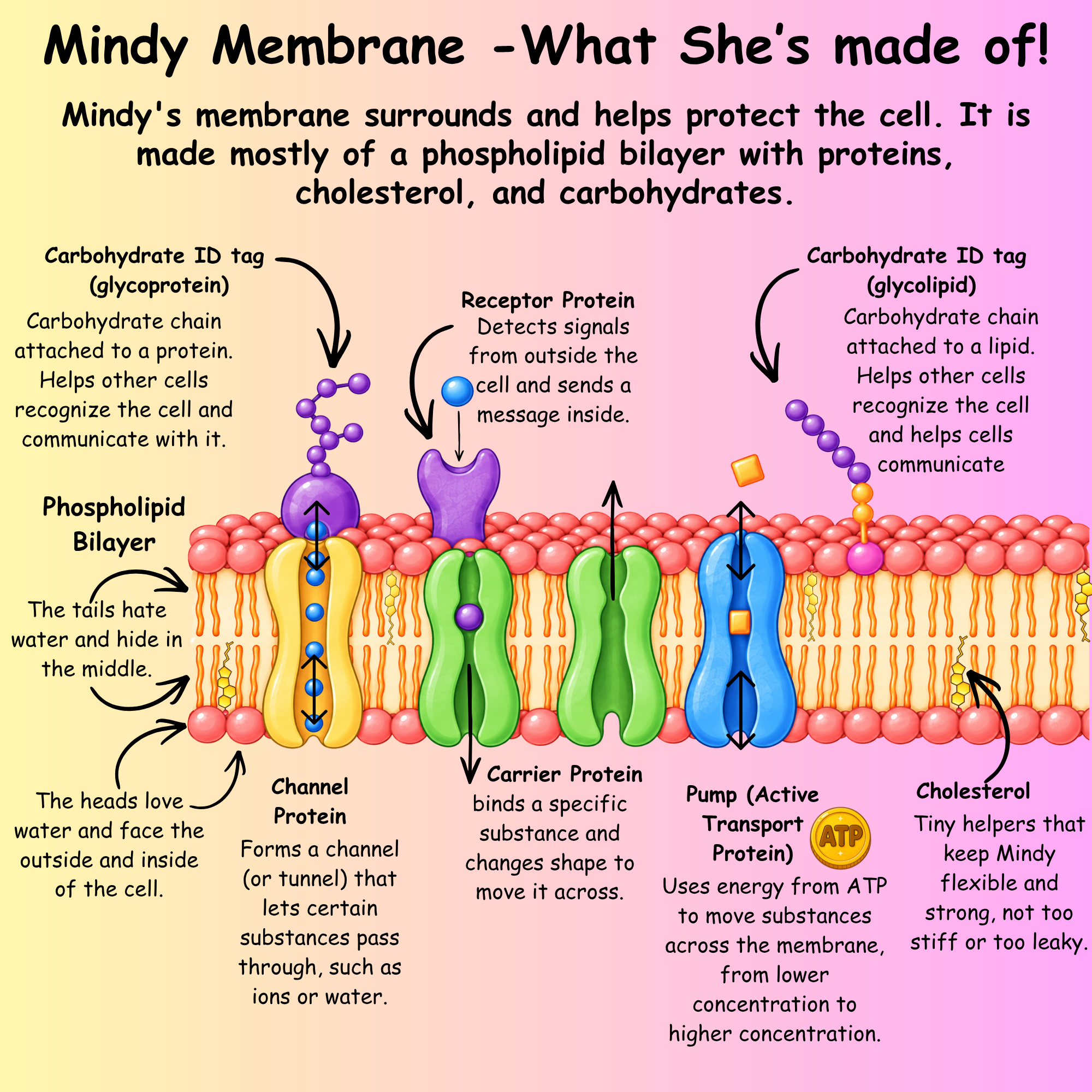 Mindy membrane diagram close-up