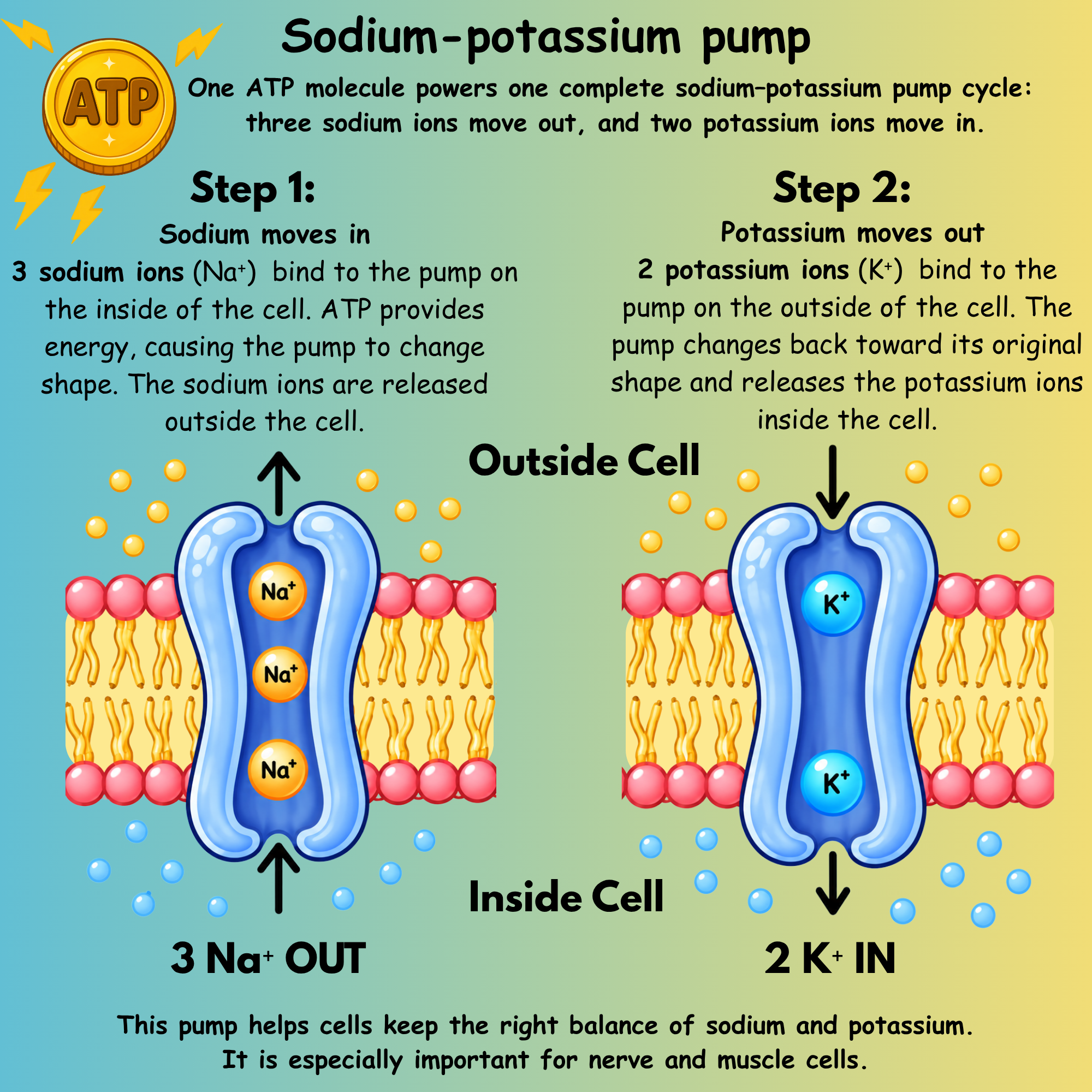 Sodium potassium pump and ion channels diagram
