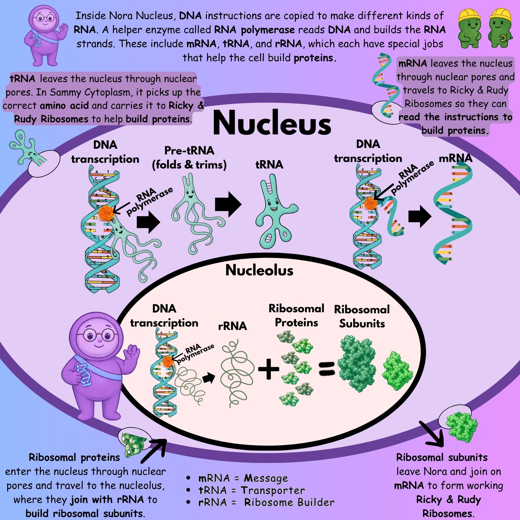 DNA code diagram