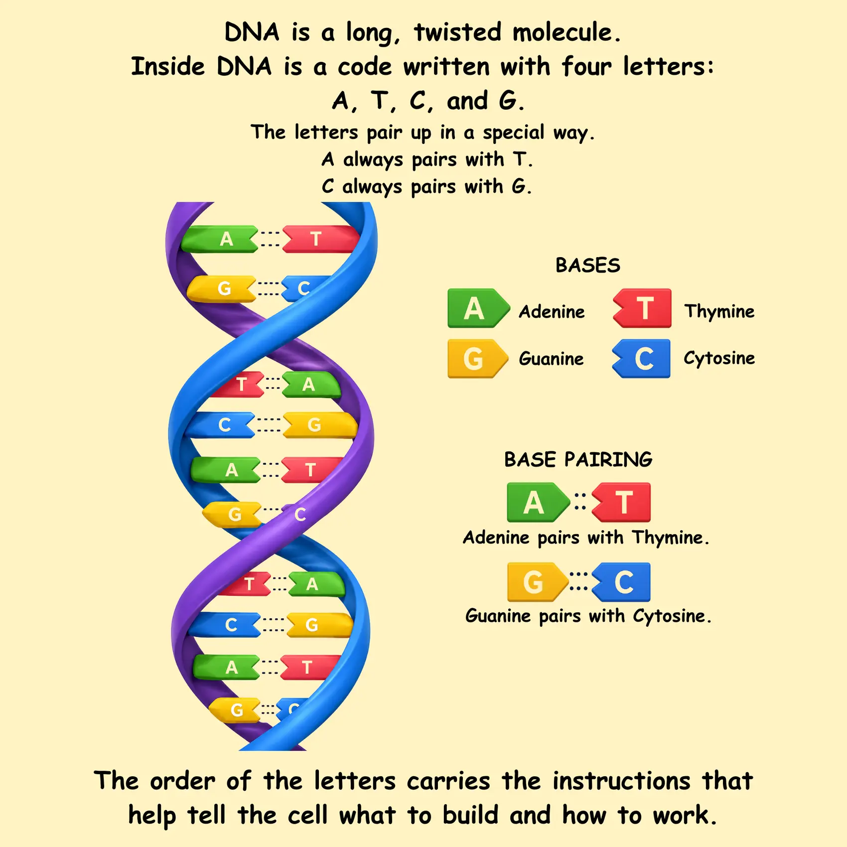 Transcription protein complex diagram