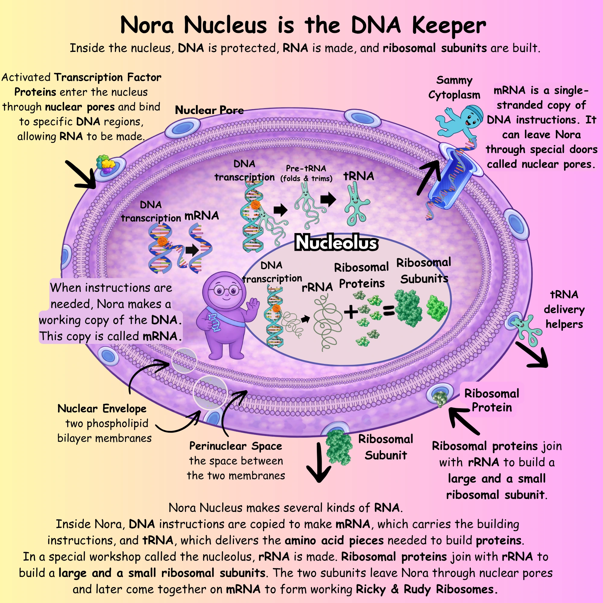 RNA diagram
