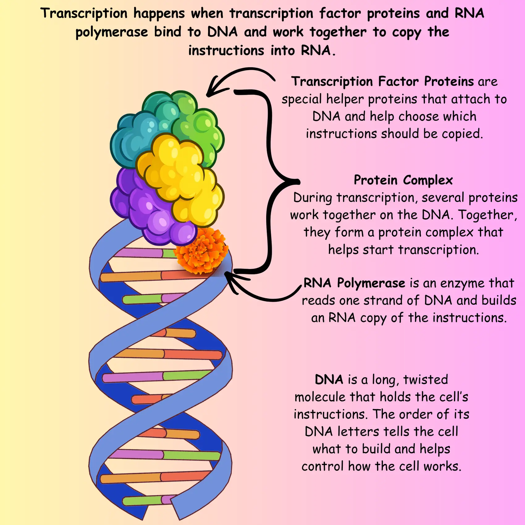 RNA polymerase diagram