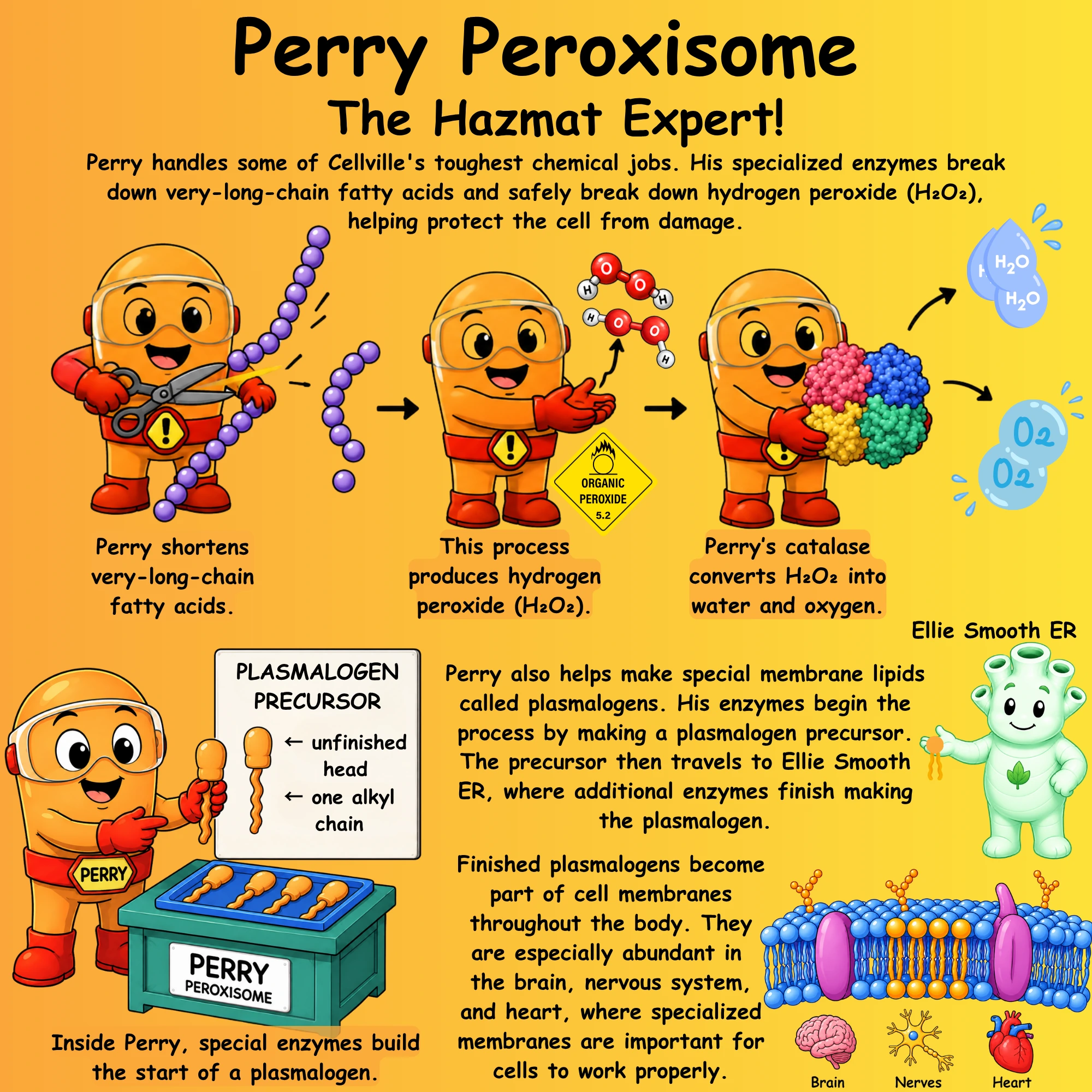 Perry Peroxisome - The Hazmat Expert diagram