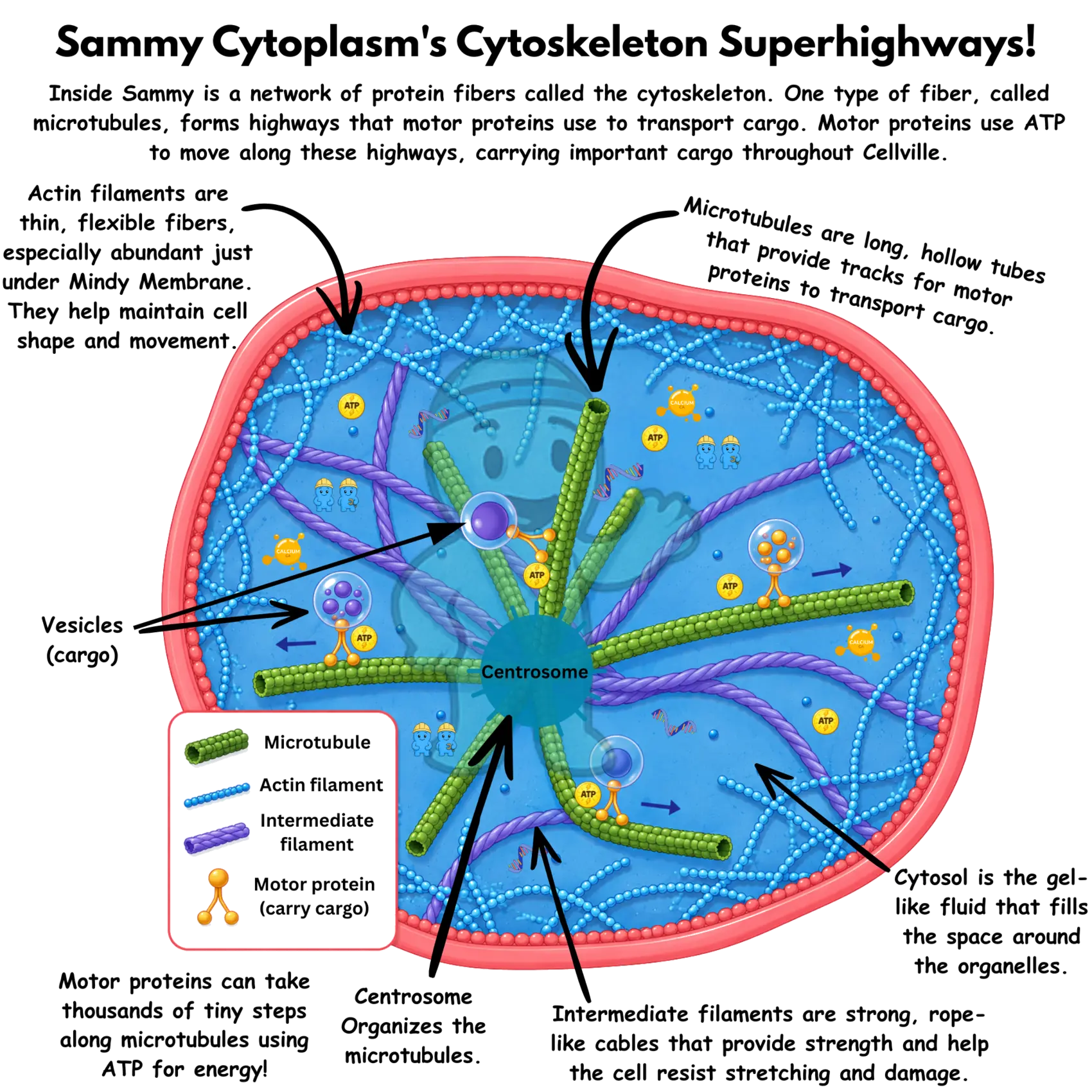 Sammy Cytoplasm's cytoskeleton superhighways